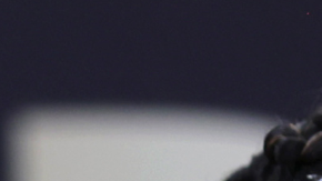 Las dominicanas se unen para el remix de una canción.