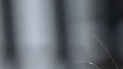 Ambientalistas en América Latina: en peligro.