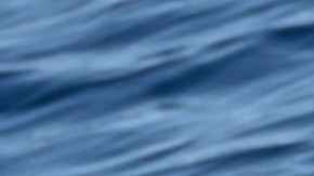 Li'i, el querido delfín de flancos blancos del Pacífico del Miami Seaquarium.