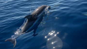 Li'i, el querido delfín de flancos blancos del Pacífico del Miami Seaquarium.