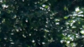 La rinoceronte involucrada en el incidente fue identificada como "Yeti".