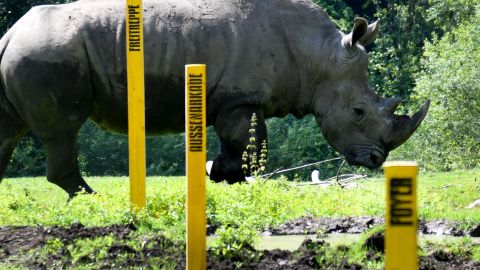 La rinoceronte involucrada en el incidente fue identificada como "Yeti".