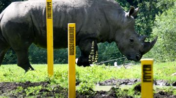 La rinoceronte involucrada en el incidente fue identificada como "Yeti".