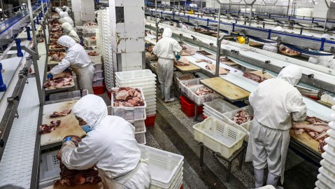 Niños de tan solo 13 años están usando ácido y mangueras a presión para limpiar sangre, grasa y plumas de máquinas industriales.