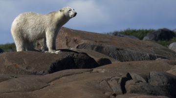 Un oso polar en una reserva en Canadá.