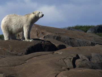 Un oso polar en una reserva en Canadá.
