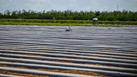 Trabajador agrícola en Florida