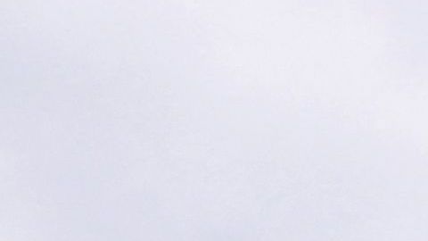 Un águila, la mascota del Niza, sobrevuela el estadio previo al encuentro entre el OGC Nice y el Toulouse FC.