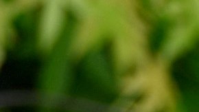 Dani Alves sigue aplicando sus esfuerzos para mantener su amor con Joana Sanz.