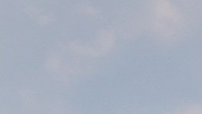 Un oso negro encendió las alarmas en Magic Kingdom en Disney World.