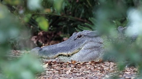 Un caimán cerca de un cuerpo de agua en Delray Beach, Florida.