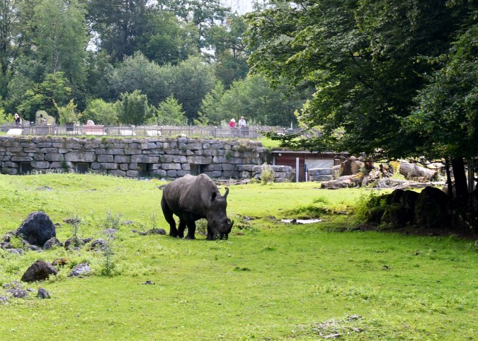 Ataque de rinoceronte en un zoo de Austria. (Foto: BARBARA GINDL/APA/AFP via Getty Images)