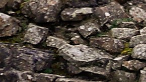 El árbol 'Sycamore Gap' en el Muro de Adriano yace en el suelo dejando solo un tocón en el lugar donde una vez estuvo orgulloso.