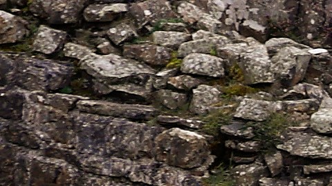 El árbol 'Sycamore Gap' en el Muro de Adriano yace en el suelo dejando solo un tocón en el lugar donde una vez estuvo orgulloso.