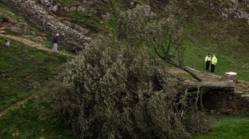 El árbol 'Sycamore Gap' en el Muro de Adriano yace en el suelo dejando solo un tocón en el lugar donde una vez estuvo orgulloso.
