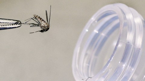 Los funcionarios de salud señalaron que uno de cada diez casos es fatal.