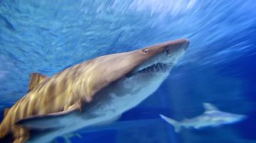 Este es el tercer ataque de un tiburón en la plata New Smyrna en Florida.