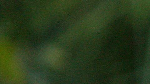 La nutria de río atacó en un par de ocasiones.