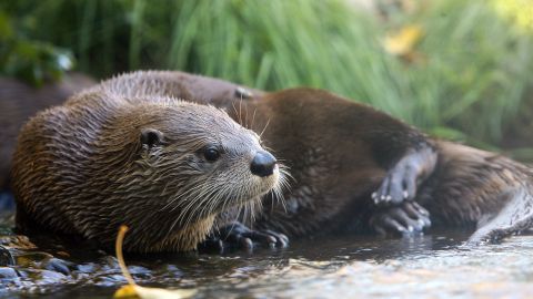 La nutria de río atacó en un par de ocasiones.