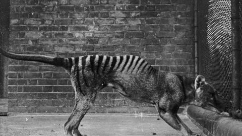 Ahora extinto, Tigre de Tasmania en el Zoo de Hobart Tasmania, en Australia (1933).