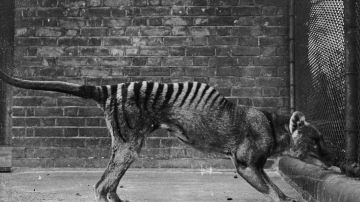 Ahora extinto, Tigre de Tasmania en el Zoo de Hobart Tasmania, en Australia (1933).
