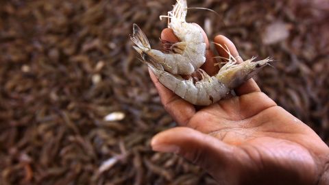 Hay fuentes excelentes de fibra menos conocidas, como los exoesqueletos de los crustáceos y los insectos