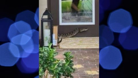 La serpiente fue captada en fotografía. Martin County Sheriff's Office