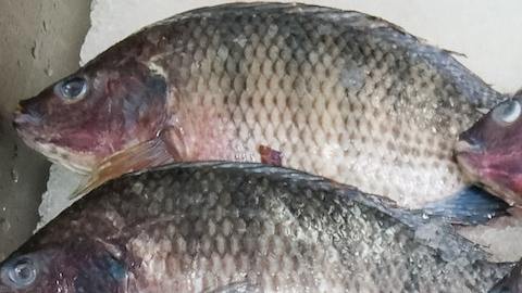 Tilapia