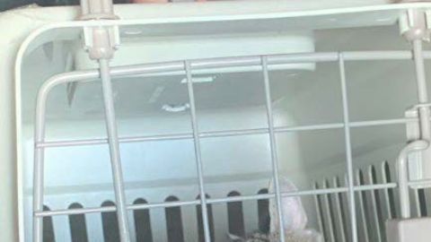 Los felinos rescatados por las autoridades. DEPARTAMENTO DE JUSTICIA