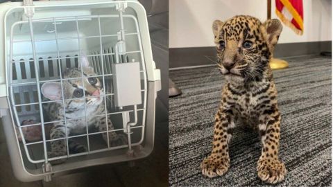 Los felinos rescatados por las autoridades. DEPARTAMENTO DE JUSTICIA