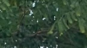 Arresto de maestra Alissa McCommon