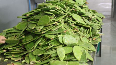Nopales