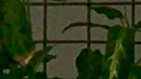 Las plantas podrían tener una reacción al hablarles.