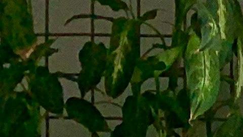 Las plantas podrían tener una reacción al hablarles.
