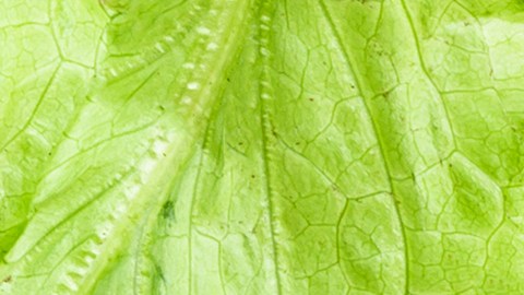 Más consumo de vegetales, y carne ocasionalmente hacer que la dieta flexitariana sea una opción sustentable para el planeta