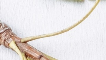 Las manzanas son el alimento protagonista del otoño, que está presente en una gran variedad de comidas y bebidas.