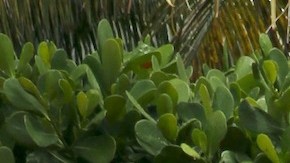 La dominicana Clarisa Molina da detalles de su entrenamiento físico.