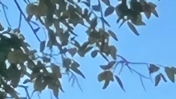 La abogada Marisol Cordero pide que se den mayores alivios a deudores