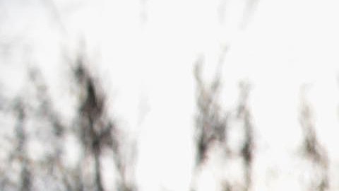 Los funcionarios encontraron los cadáveres a lo largo de Albany-Eden Road el martes y el miércoles pasado.