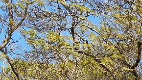 La Universidad de California en Los Ángeles.