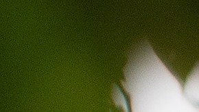 Una especie de murciélago también dejó de existir.