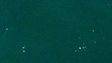 La ballena quedó atrapada en una red para cangrejos.