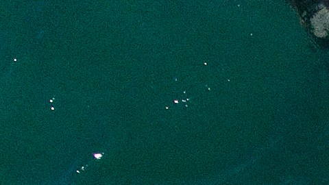 La ballena quedó atrapada en una red para cangrejos.
