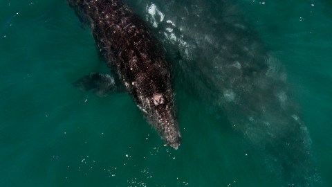 La ballena quedó atrapada en una red para cangrejos.