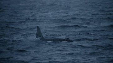 Las nutrias marinas no son alimento habitual de estas orcas.