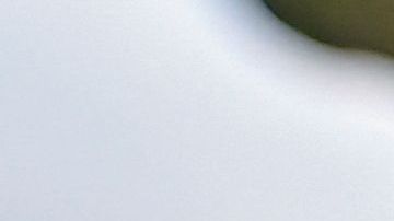 Cientos de animales rescatados de una red de comercio ilegal.