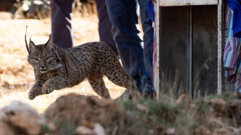 Dos perros también fueron víctimas del mismo gato montés.