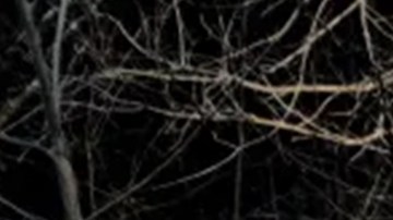 Policías que mataron a latino durante protesta en Georgia en enero no serán acusados: ¿por qué?