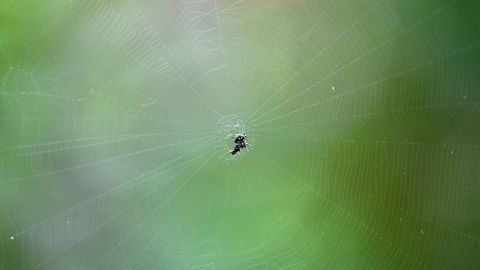 Los investigadores descubrieron una pequeña araña en el oído de una mujer.