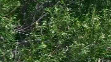 Migrantes derriban a la Guardia Nacional y el cerco de púas en la frontera.